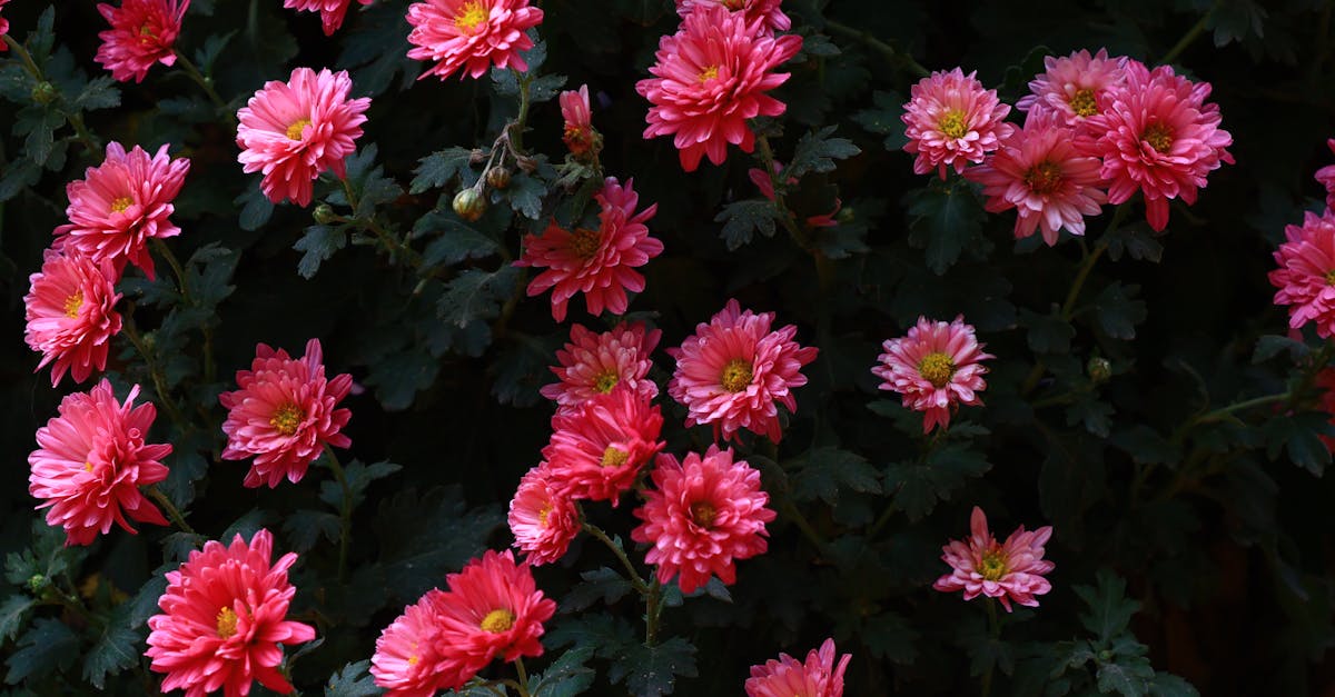 Balancing Colour and Texture for a Cohesive Garden Design