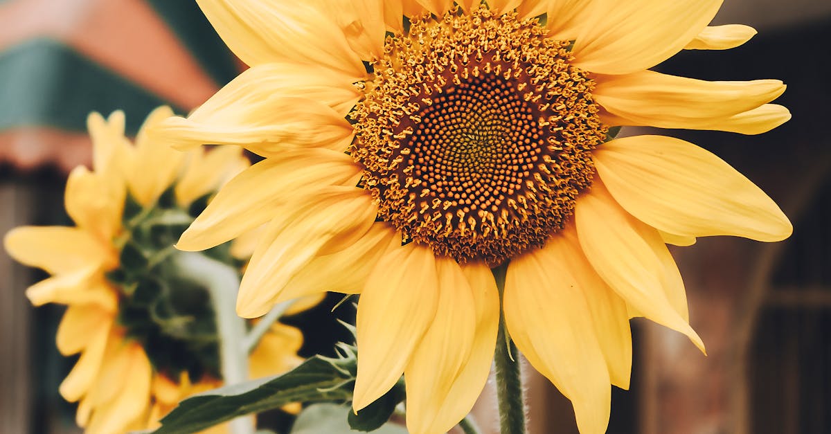 Creating Symmetrical Patterns in Garden Design