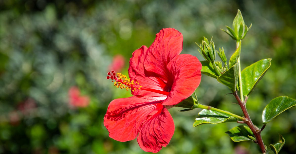 Embracing Formal Balance in Landscape Gardening