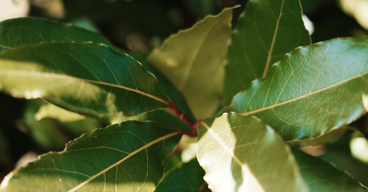 Exploring Formal Balance in Landscape Gardening