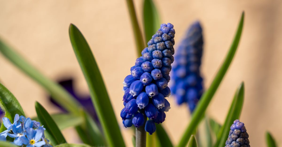 Formal Balance: A Key Element in Garden Composition