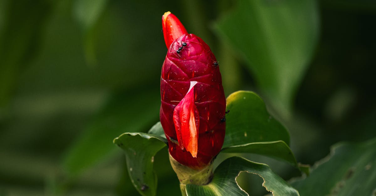 Importance of Focal Points in Landscape Gardening