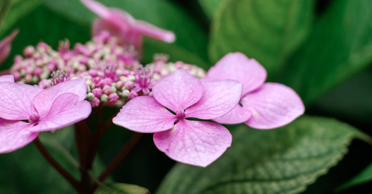 Importance of Proportion and Scale in Garden Design