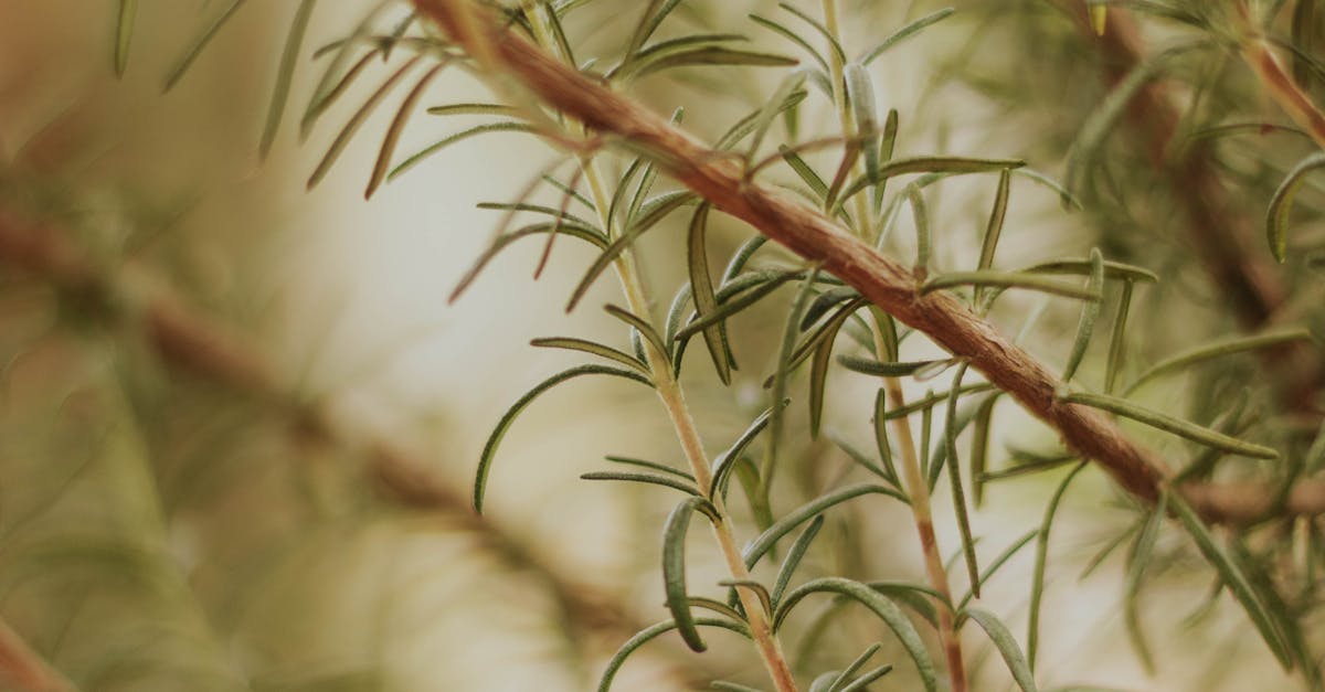 Incorporating Minimalism in Garden Landscapes