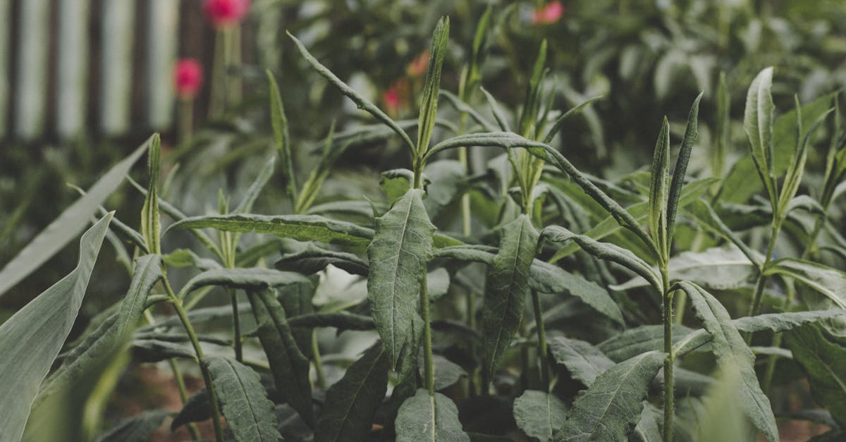 Key Principles of Radial Balance in Garden Design