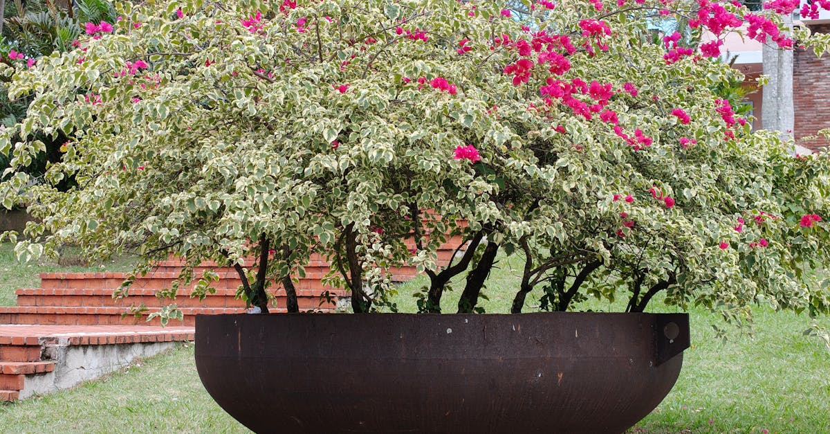 Radial Balance in Landscape Gardening: Design Tips and Tricks