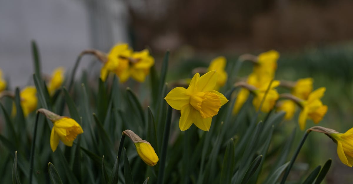 Transitioning Between Different Garden Zones
