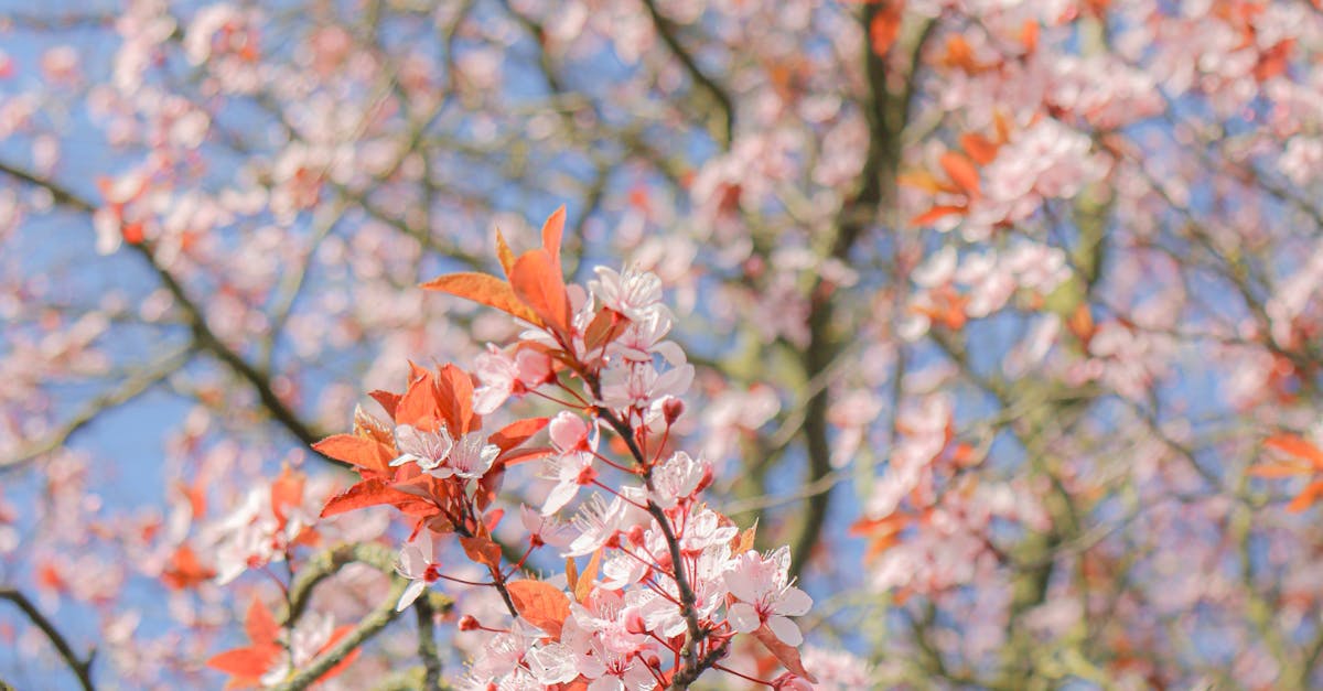 Using Symmetry to Enhance Landscape Aesthetics