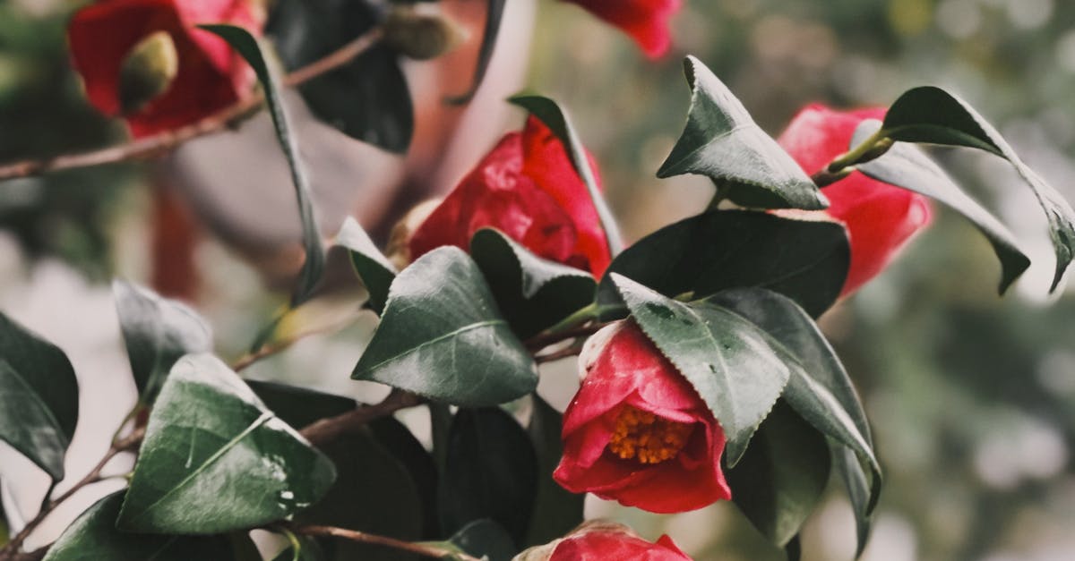 Utilizing Transition Plants for a Cohesive Landscape